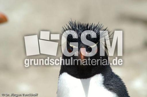 Felsenpinguine (33 von 40).jpg